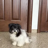 Jared, a male Havanese for sale in Nappanee, IN – Photo 3 of 9