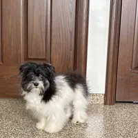 Jared, a male Havanese for sale in Nappanee, IN – Photo 6 of 9