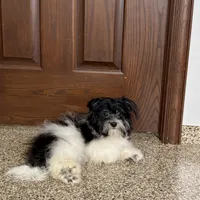 Jared, a male Havanese for sale in Nappanee, IN – Photo 1 of 9