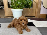 Ginger, a female Cavapoo and Poodle - Miniature  for sale in Nappanee, IN – 5 of 6