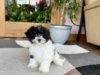 Corrie , a female Havanese for sale in Nappanee, IN – 9 of 10
