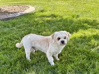 Beau, a male Lhasa Apso for sale in Nappanee, IN – 7 of 10