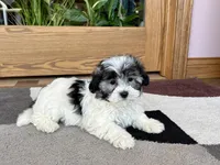 Jean, a female Coton de Tulear for sale in Nappanee, IN – Photo 9 of 10
