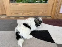 Jean, a female Coton de Tulear for sale in Nappanee, IN – Photo 10 of 10