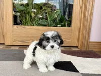 Jean, a female Coton de Tulear for sale in Nappanee, IN – Photo 3 of 10
