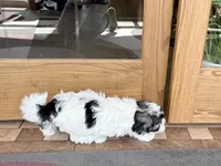 Jean, a female Coton de Tulear for sale in Nappanee, IN – Photo 7 of 10