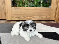 Jean, a female Coton de Tulear for sale in Nappanee, IN – Photo 4 of 10
