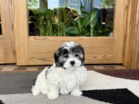 Jean, a female Coton de Tulear for sale in Nappanee, IN – Photo 6 of 10