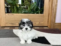 Jean, a female Coton de Tulear for sale in Nappanee, IN – Photo 5 of 10