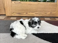 Jean, a female Coton de Tulear for sale in Nappanee, IN – Photo 2 of 10