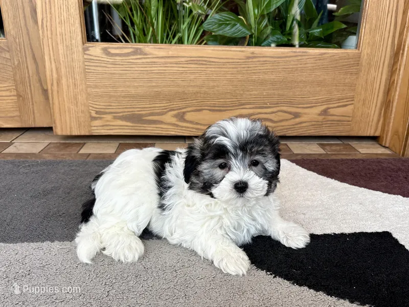 Jean – Coton de Tulear puppy for sale in Nappanee, IN