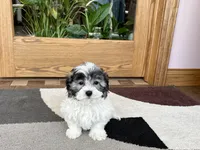 Jean, a female Coton de Tulear for sale in Nappanee, IN – Photo 8 of 10