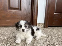 Sam, a male Maltese and Morkie for sale in Nappanee, IN – 6 of 8