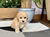 Gina , a female Maltipoo for sale in Nappanee, IN – 3 of 6