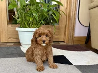 Ginger, a female Cavapoo and Poodle - Miniature  for sale in Nappanee, IN – 1 of 6
