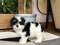 Jami , a female Lhasa Apso and Maltese for sale in Nappanee, IN – 3 of 8