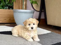 Timmy, a male Maltipoo for sale in Nappanee, IN – 6 of 10