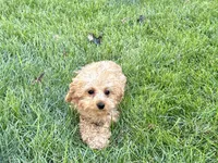 Wesley F1b mini , a male Cavapoo for sale in Nappanee, IN – 3 of 9