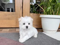 Marsh , a male Maltese for sale in Nappanee, IN – 7 of 8