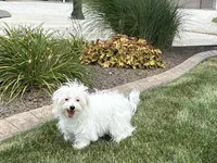 Layla, a female Maltese and Poodle - Toy  for sale in Nappanee, IN – 6 of 9