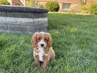 Frank, a male Cockapoo and Cavalier King Charles Spaniel for sale in Nappanee, IN – 7 of 10