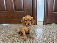 Jade, a female Cavapoo and Cockapoo for sale in Nappanee, IN – 5 of 6