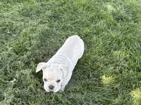 Corey , a male French Bulldog for sale in Nappanee, IN – 10 of 10