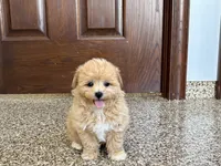 Tiny , a male Maltipoo for sale in Nappanee, IN – 8 of 8