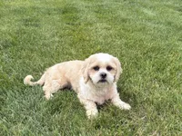 Tucker , a male Lhasa Apso for sale in Nappanee, IN – 6 of 6