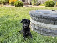 JJ, a male Havapoo for sale in Nappanee, IN – 6 of 9
