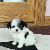 Lindsey, a female Coton de Tulear for sale in Nappanee, IN – Photo 7 of 8