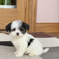 Lindsey, a female Coton de Tulear for sale in Nappanee, IN – Photo 1 of 8