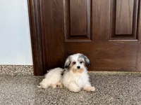 Lindsey, a female Coton de Tulear for sale in Nappanee, IN – Photo 6 of 7