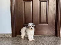 Lindsey, a female Coton de Tulear for sale in Nappanee, IN – Photo 7 of 7