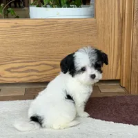 Lindsey, a female Coton de Tulear for sale in Nappanee, IN – Photo 6 of 8
