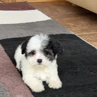 Lindsey, a female Coton de Tulear for sale in Nappanee, IN – Photo 5 of 8