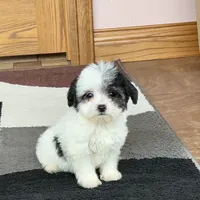 Lindsey, a female Coton de Tulear for sale in Nappanee, IN – Photo 4 of 8