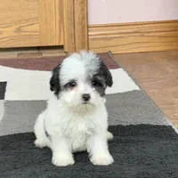Lindsey, a female Coton de Tulear for sale in Nappanee, IN – Photo 8 of 8