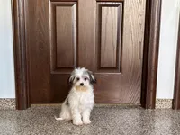 Lindsey, a female Coton de Tulear for sale in Nappanee, IN – Photo 5 of 7