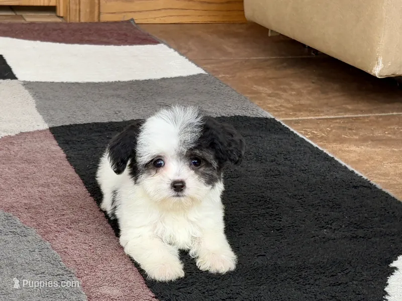 Lindsey – Coton de Tulear puppy for sale in Nappanee, IN