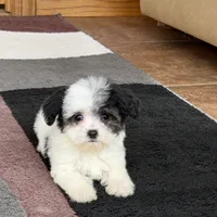 Lindsey, a female Coton de Tulear for sale in Nappanee, IN – Photo 2 of 8