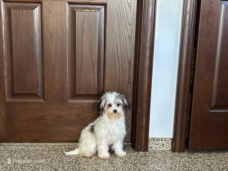 Lindsey – Coton de Tulear puppy for sale in Nappanee, IN