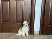 Lindsey, a female Coton de Tulear for sale in Nappanee, IN – Photo 4 of 7
