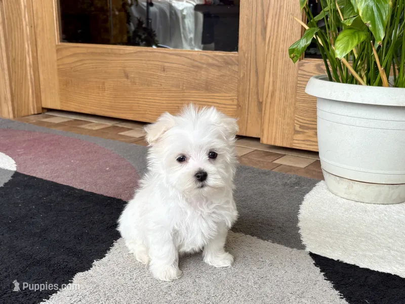 Marsha  – Maltese puppy for sale in Nappanee, IN