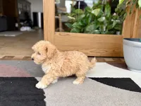 Tiny , a male Maltipoo for sale in Nappanee, IN – 7 of 9