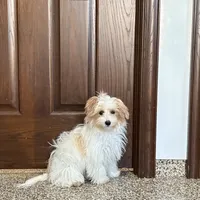 Dora, a female Coton de Tulear and Maltese for sale in Nappanee, IN – Photo 4 of 9