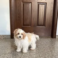 Dora, a female Coton de Tulear and Maltese for sale in Nappanee, IN – Photo 5 of 9