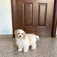 Dora, a female Coton de Tulear and Maltese for sale in Nappanee, IN – Photo 2 of 9