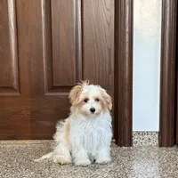 Dora, a female Coton de Tulear and Maltese for sale in Nappanee, IN – Photo 1 of 9