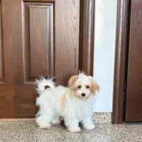 Dora, a female Coton de Tulear and Maltese for sale in Nappanee, IN – Photo 9 of 9